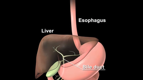 Bile Human Digestive System Anatomy For Medical Concept 3D Illustration