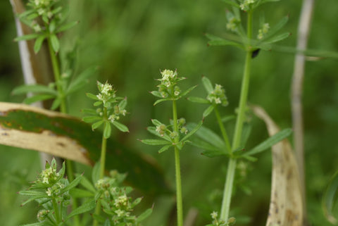 Catchweed (Galium spurium) flowers. Rubiaceae annual plants. Small yellow-green flowers with a diameter of 1.5 mm bloom from May to June.