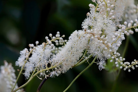 Black Cohosh