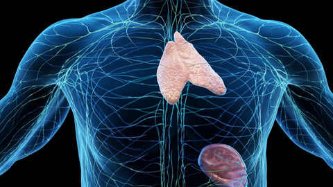 lymphatic system