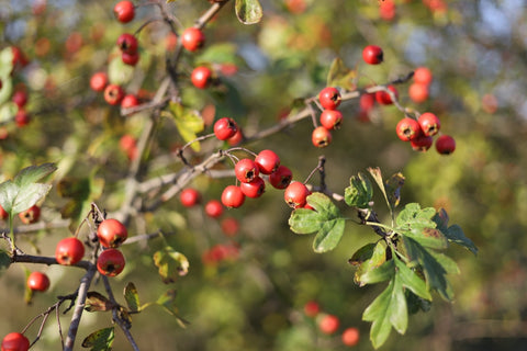 hawthorn berry health benefits