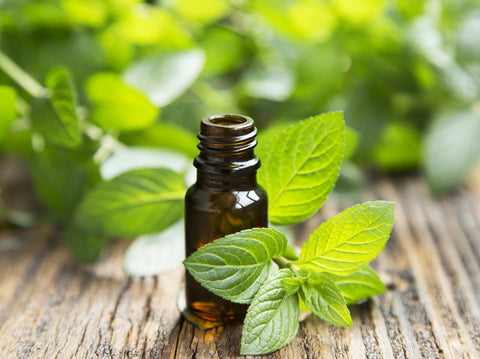 Natural Mint Essential Oil in a Glass Bottle with Fresh Mint Leaves