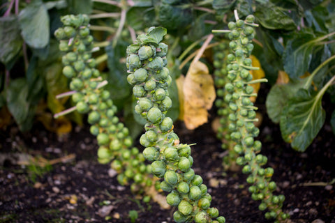 brussels sprouts growing in a field