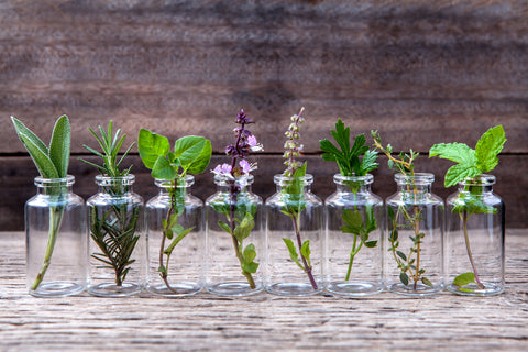 herbs being prepared to make essential oils