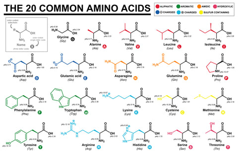 amino acids