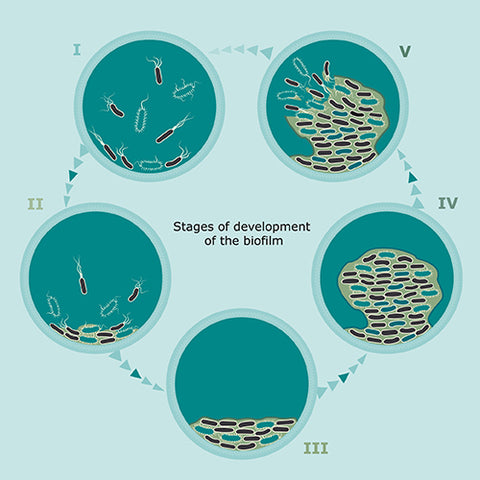 Biofilm Formation