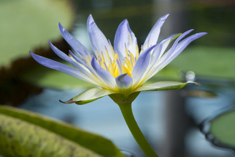 Egyptian Blue Lotus Flowers