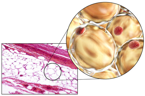 fat tissue