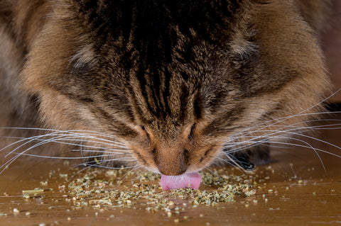 is catnip safe for cats?