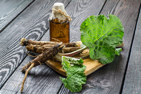 Medicinal plant burdock (Arctium lappa). The roots and leaves of burdock, burdock oil in bottle on wooden background. It is used for the treatment and care of hair