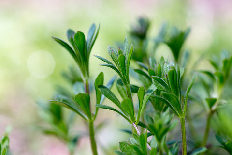 Cleavers Herb Growing in the Wild