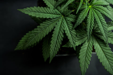 Cannabis leaves on wood backdrop