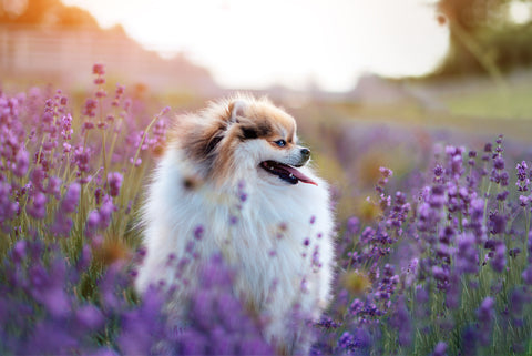 calming herbs for dogs