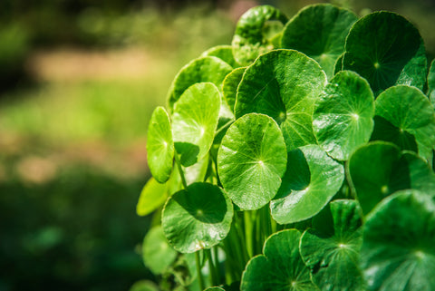 gotu kola brain health