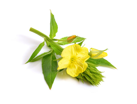 Evening Primrose on White