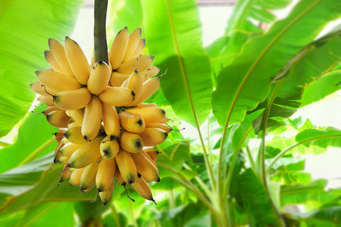 Bunch of banana, banana tree background