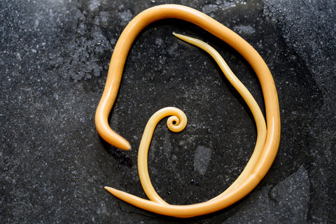Roundworm in laboratory for research