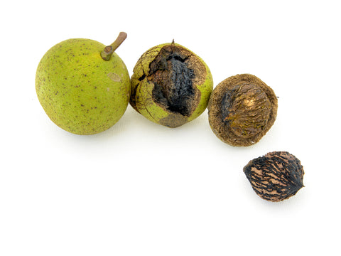 Wild black walnuts from the North American black walnut tree, Juglans nigra, in husk and out. Isolated on white