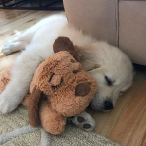 snuggle puppy toy