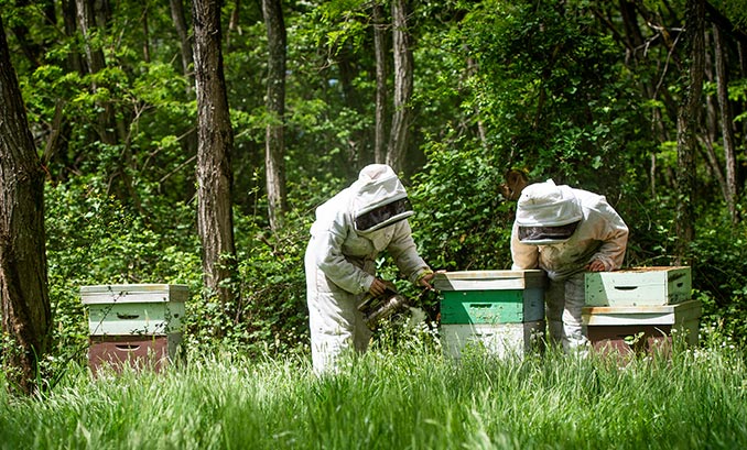 Bedeutung der Bienenzucht