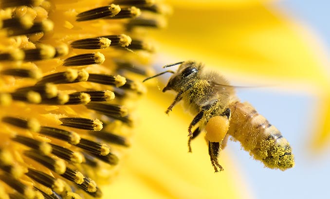 Bienen gebrachten Pollen