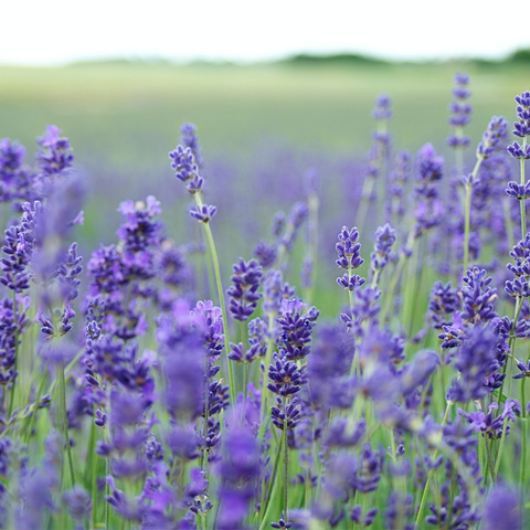 Protect Your Woolens & Cashmeres: Aviro Moth Repellent Hangers with Fresh  Lavender Scent – Aviro Pest Control