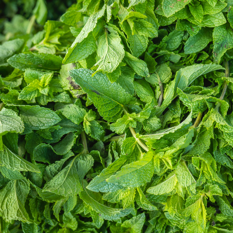 Spearmint Essential Oil