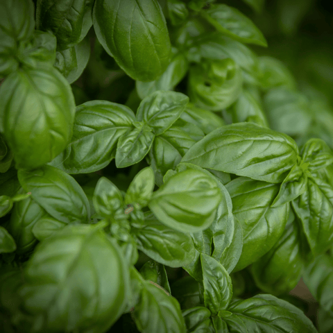 Basil