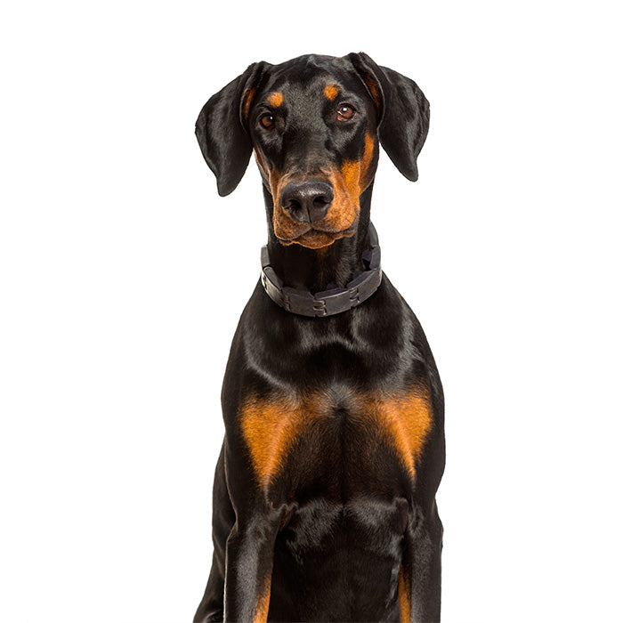 Doberman pinscher Grooming Tips And The Best Doberman Pinscher Grooming  Brush | KING KOMB™