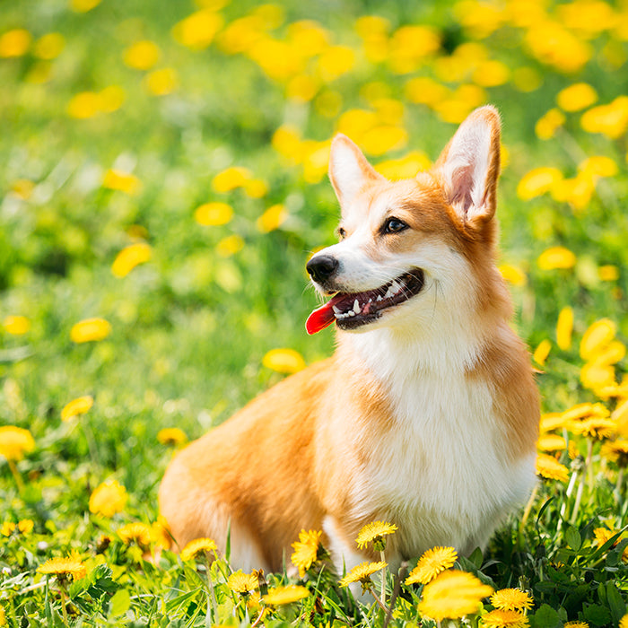 king corgi