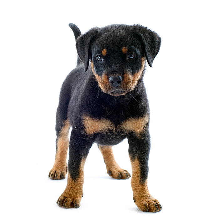 what is a king rottweiler