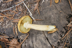 Image of Mushroom Pocket Tee in Mustard