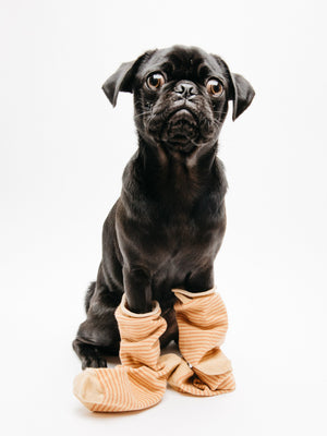 Image of Roll-Top Ankle Sock in Clay Stripe