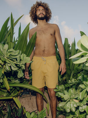 Image of Vacation Trunks in Mustard