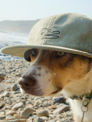 Image of Vans / Mollusk Dolphin Jumper Hat in Wakame