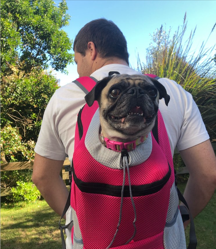 dog back carrier