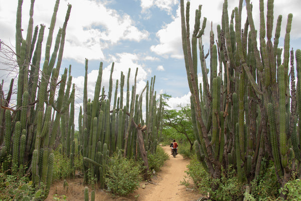 Les cactus de La Guajira, Colombie