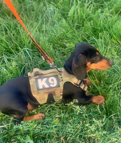 K9R - M5 MOLLE Light Vest – kiloninerpets