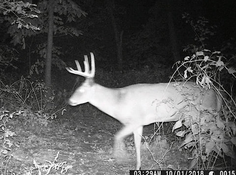 Another Trail Cam Buck 2018