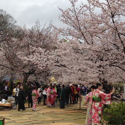 sakura Japan