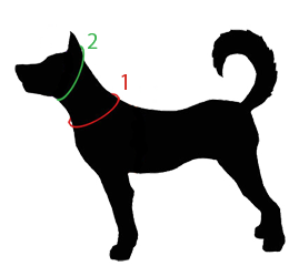 Measuring Your Dog