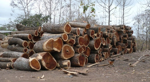 Frisch gesägtes Suar-Holz enthält etwa 70–80 % Feuchtigkeit