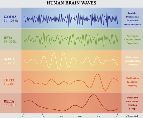 Ondes cérébrales humaines