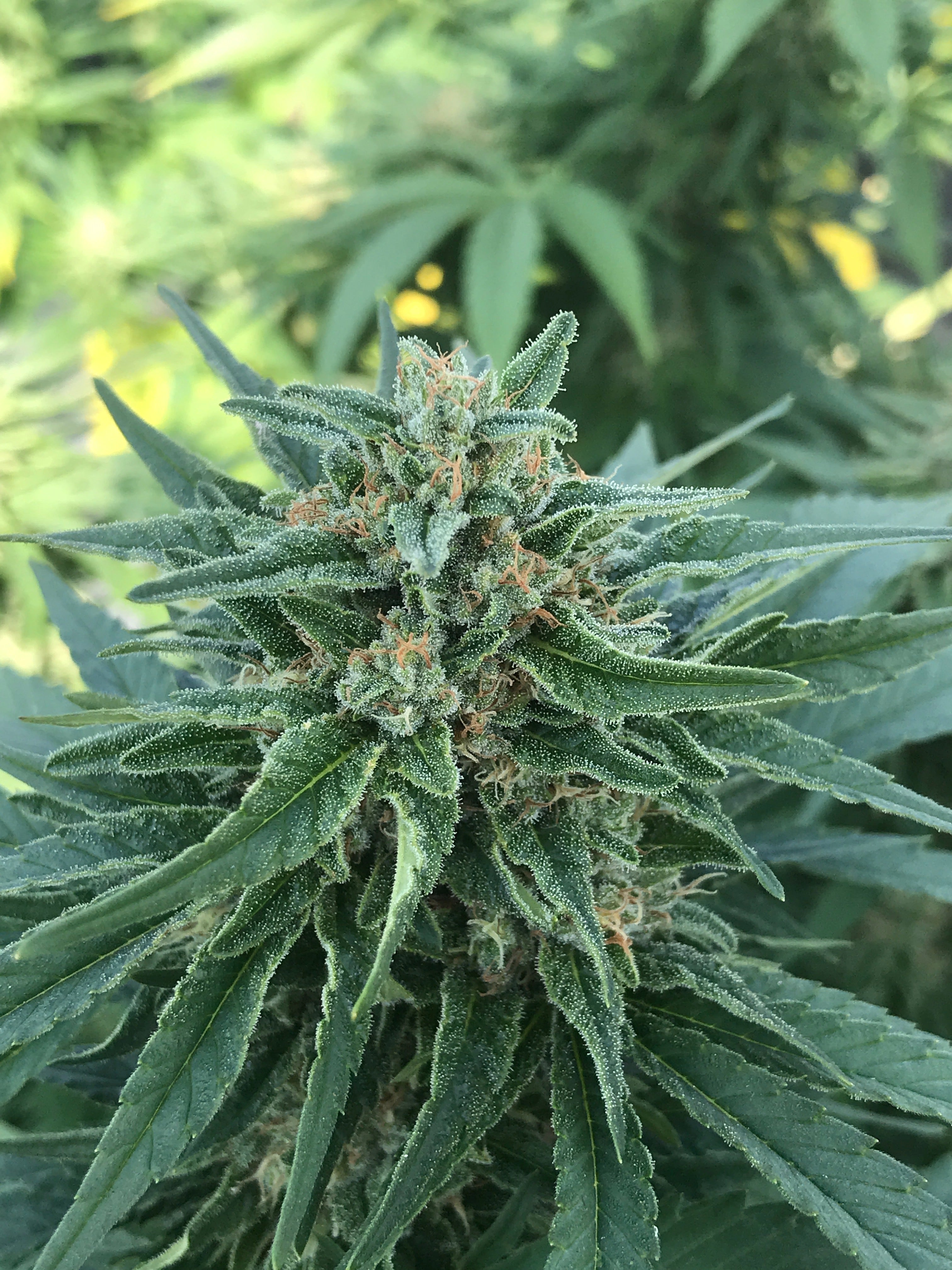 queen-dream-feminized-cbd-seeds-midwest-hemp-supply