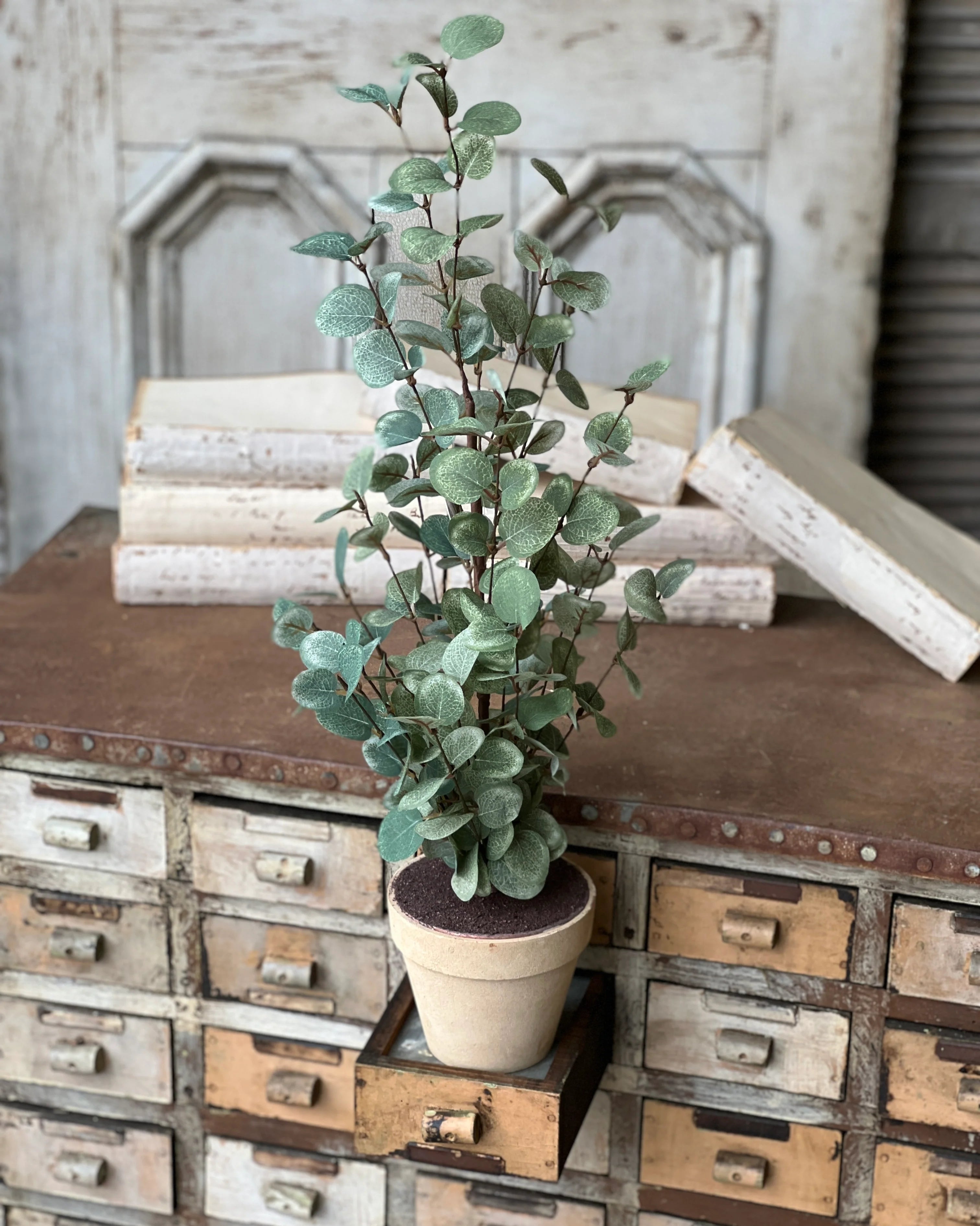 Garden Eucalyptus Tree