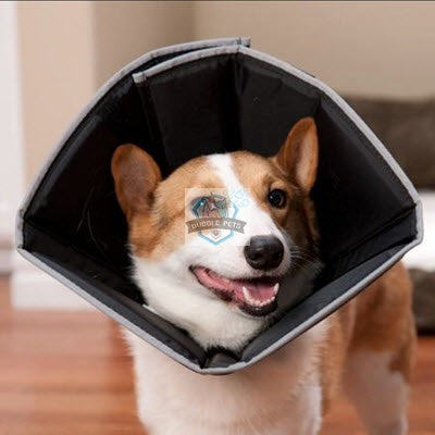 soft cone for dogs