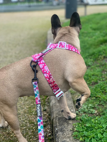 brown dog in pink nylon topdog harness