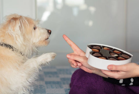 dog reaching for a box of chocolates with hand waggling finger to indicate NO