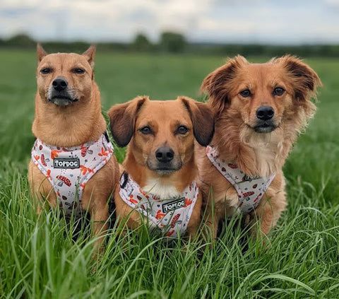 three brown dogs in a grassy field wearing topdog harnesses