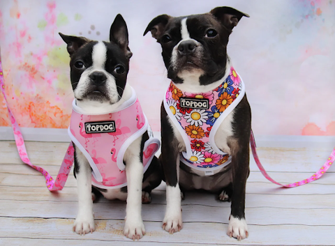 two french bulldogs in pink reversible topdog harnesses